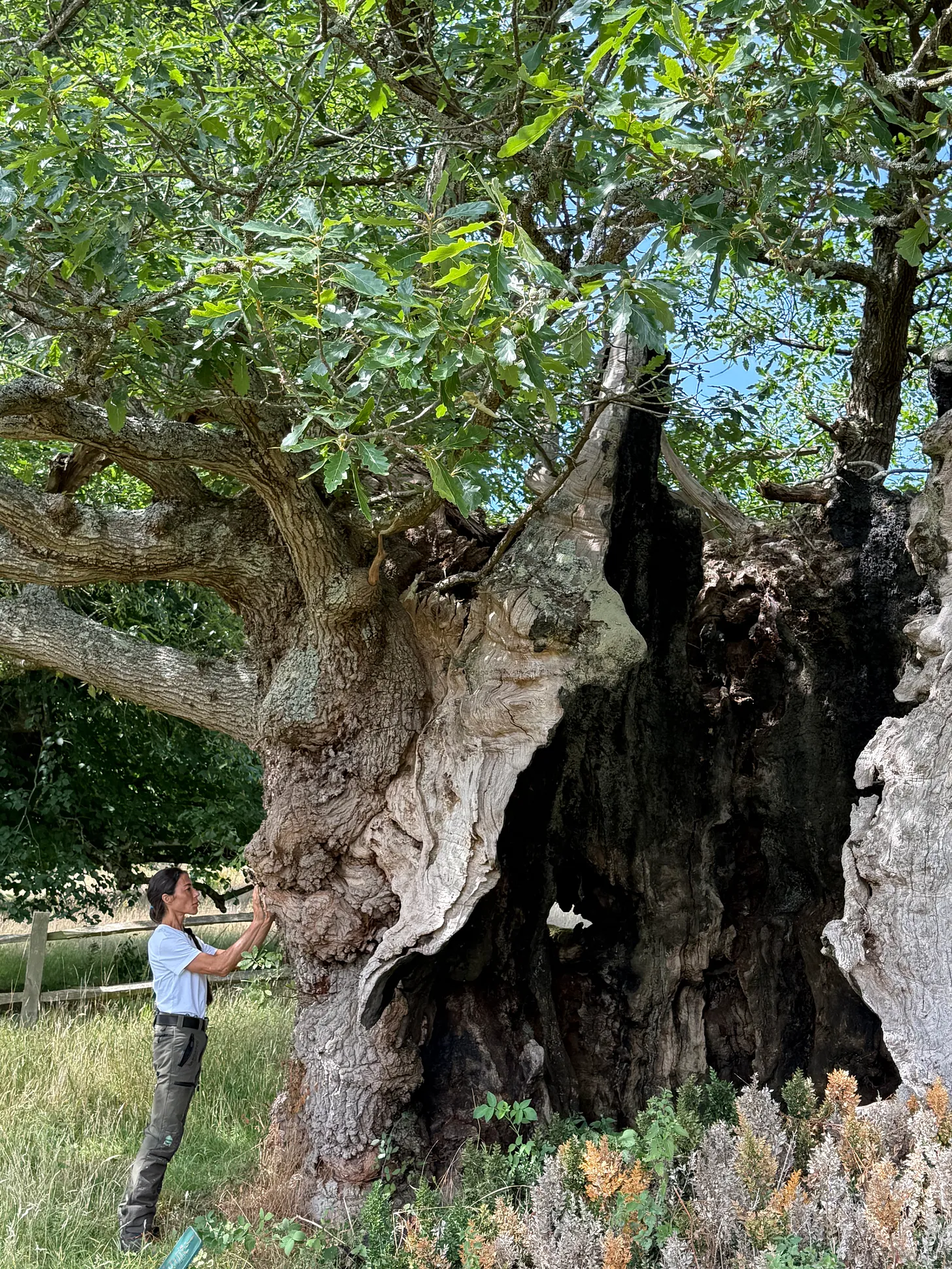 A person stands beside an enormous, ancient tree with a hollow trunk.