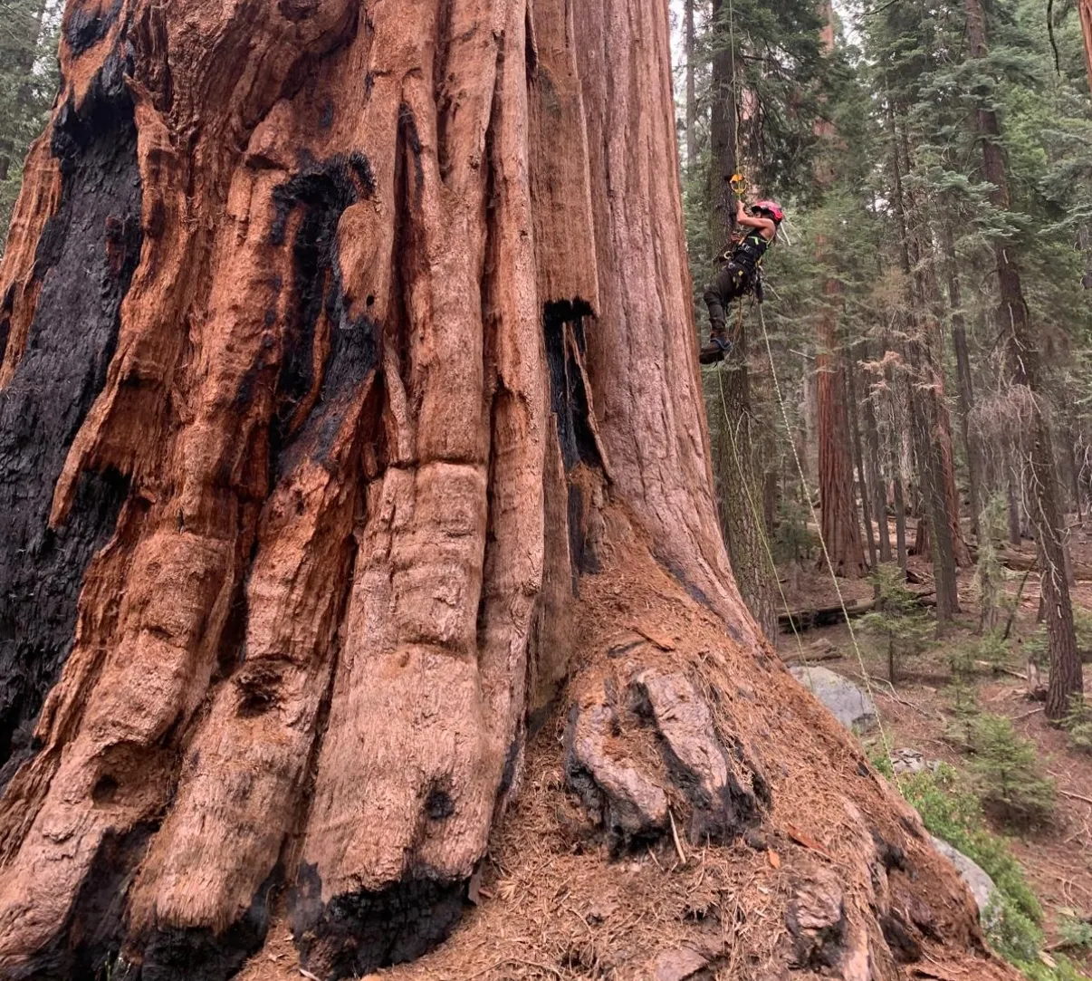 Close-up of a massive sequoia tree trunk in a forest.