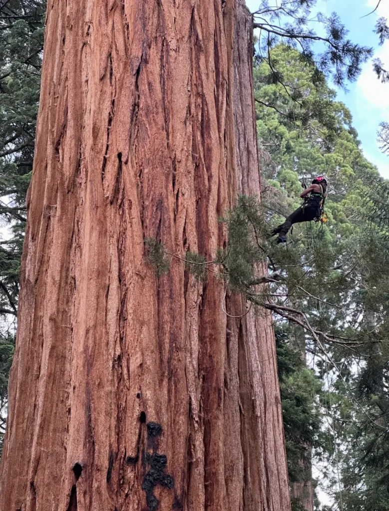 People climbing a giant redwood tree in a forest.