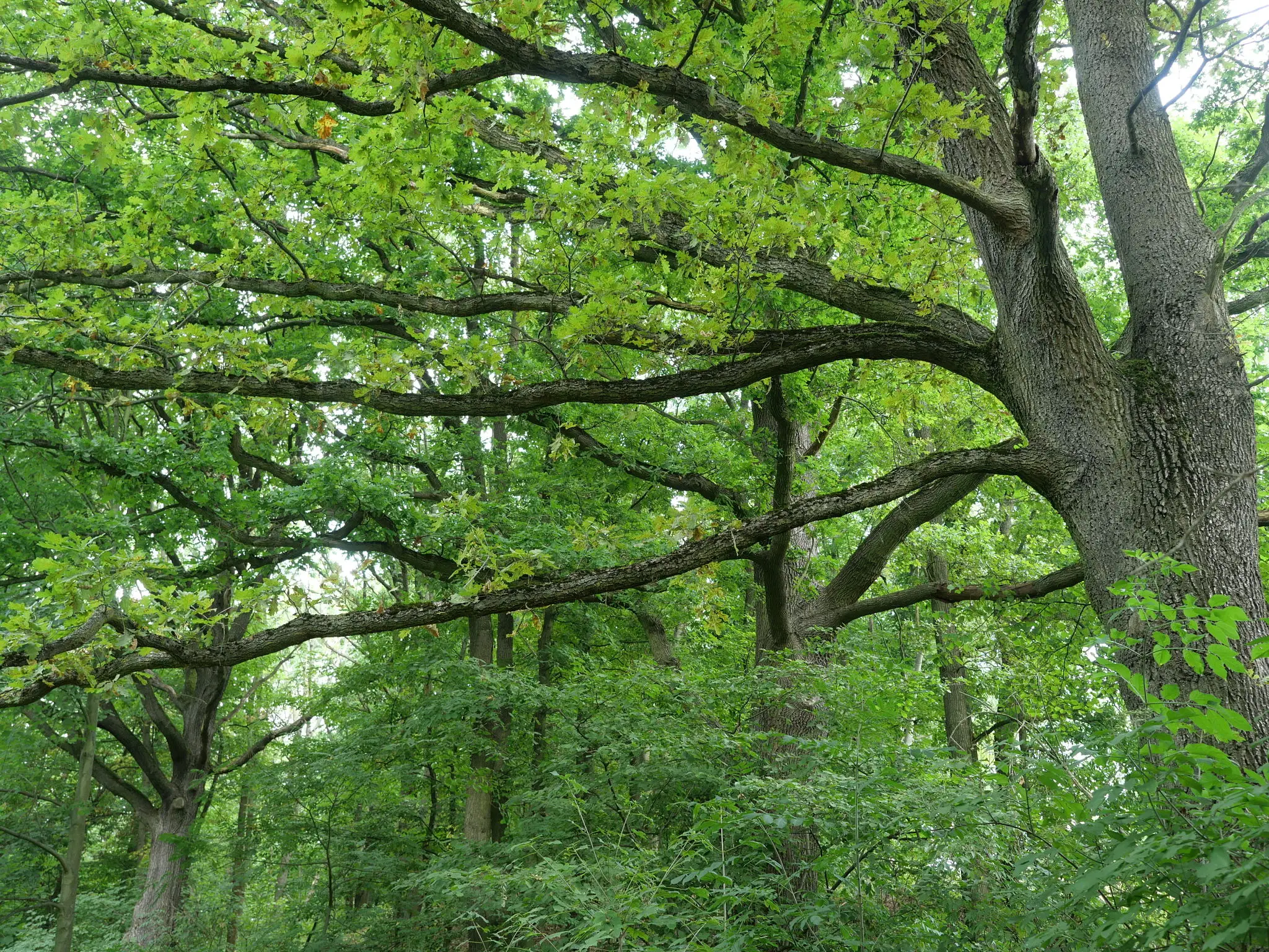 Dense green forest with tall trees and lush foliage.