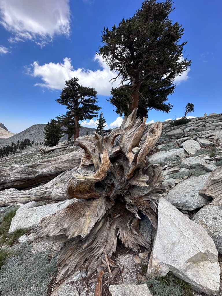 Weathered tree stump on rocky mountain terrain under a blue sky.