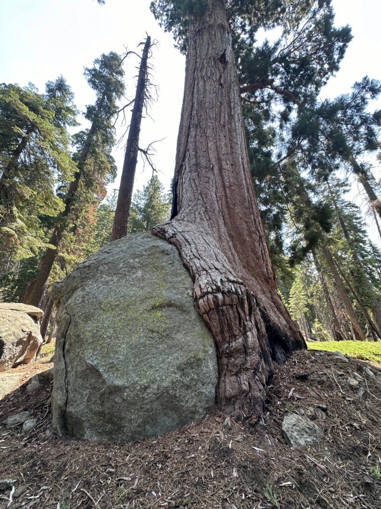 Tree growing around a large rock in a forest.