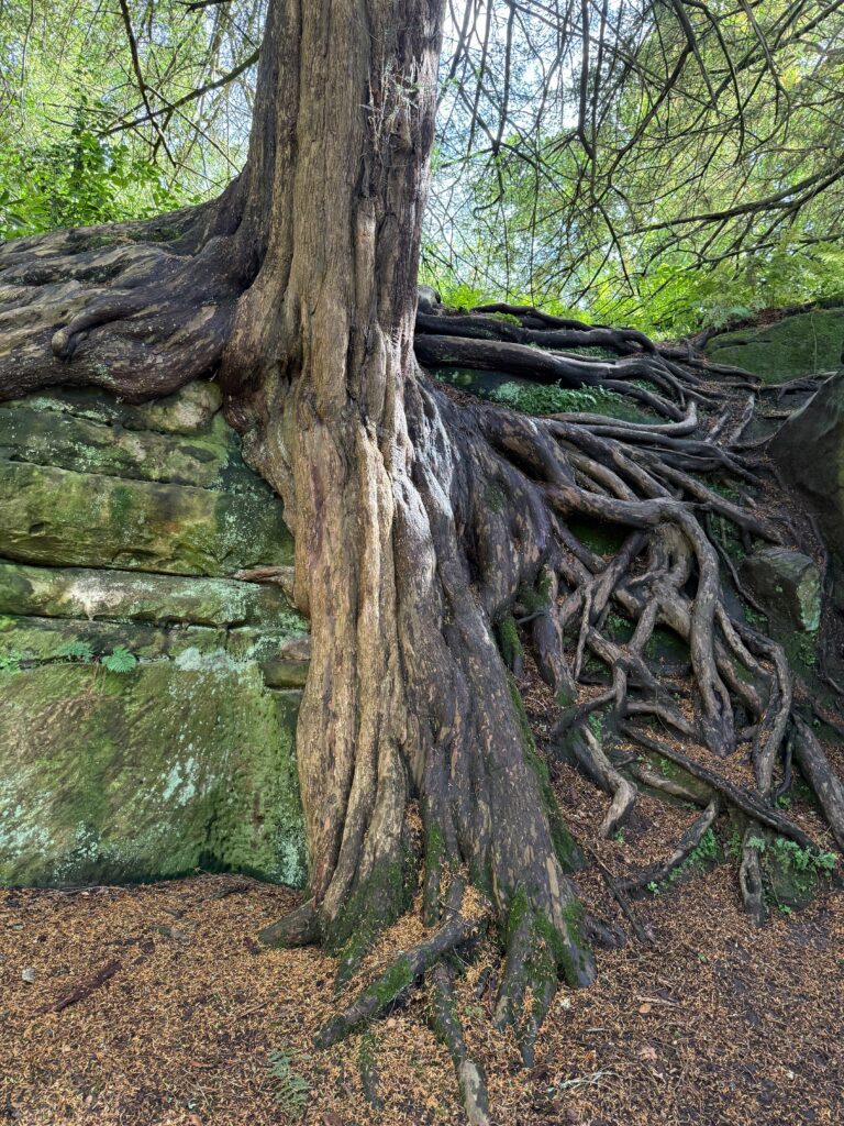 Tree with exposed roots growing over a rock wall in a forest.