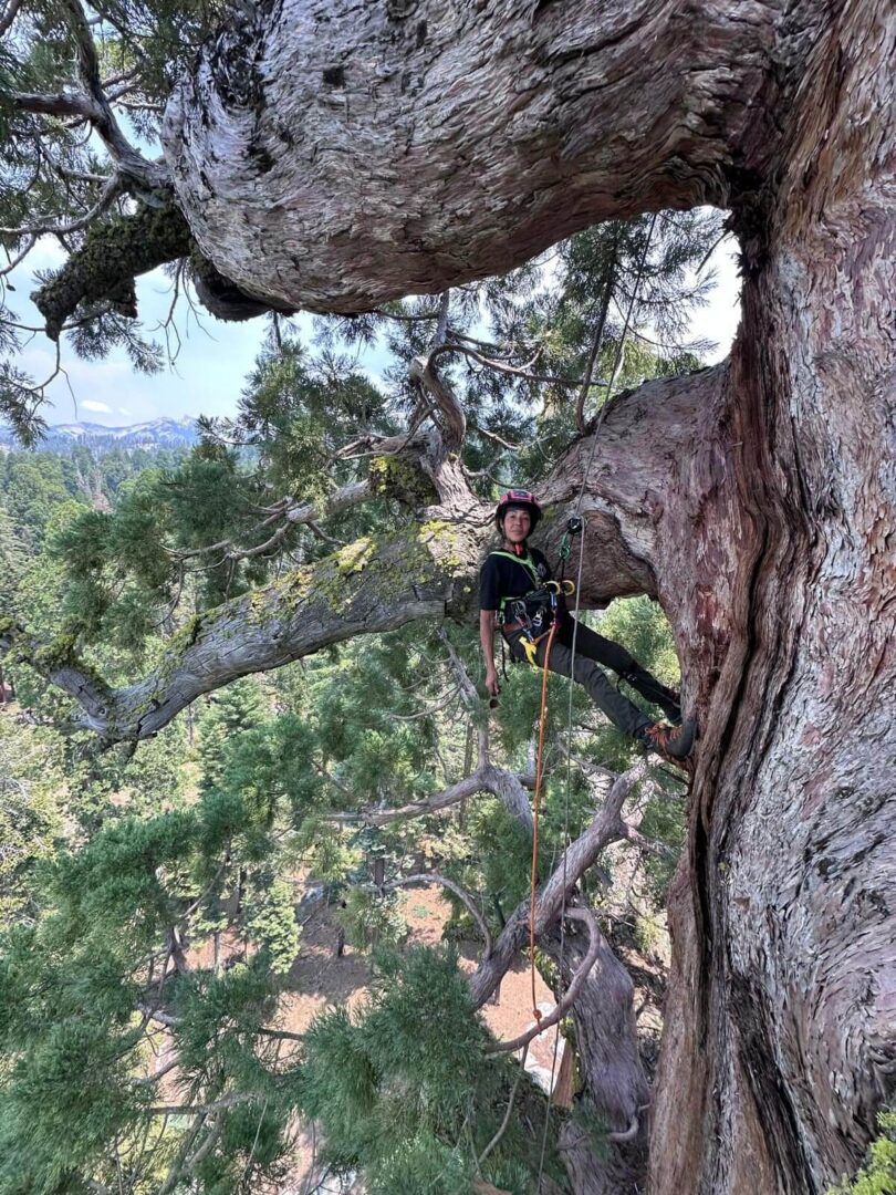 Person climbing a large tree with safety gear in a forested area.