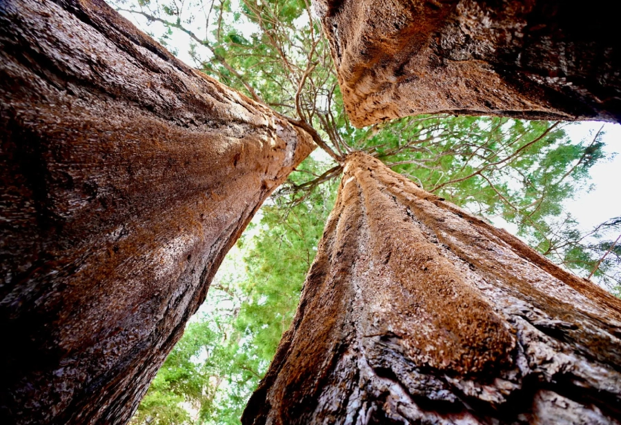 Looking up at tall, textured tree trunks reaching toward the sky.
