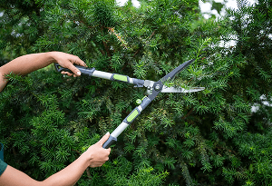 Person trimming dense green bushes with garden shears.