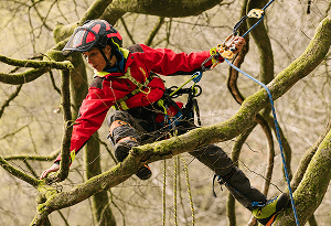 Person climbing a tree using safety ropes and gear.