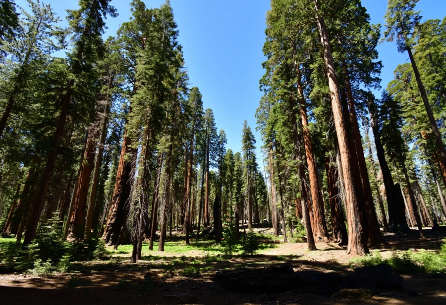 Tall pine trees reach up under a clear blue sky in a forest clearing.