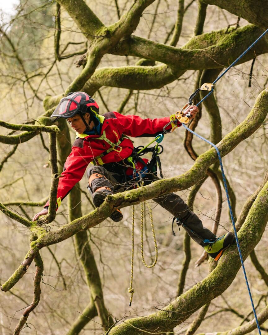 Person climbing and navigating tree branches with safety gear.
