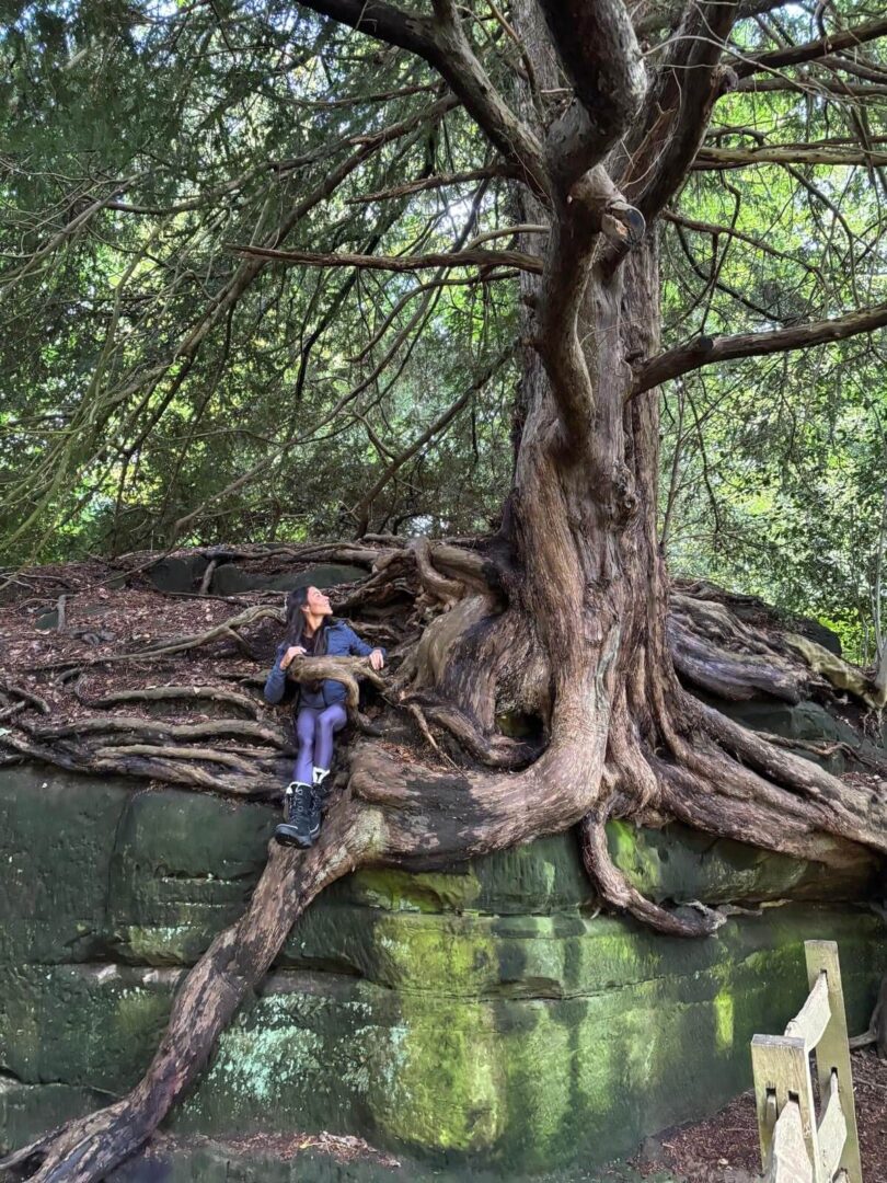 A child climbing a large, twisted tree above a calm river.