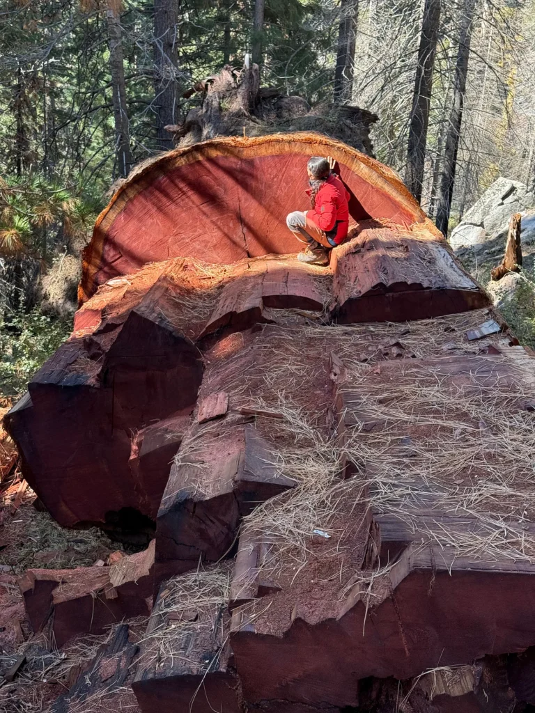A person sitting on a massive, freshly cut redwood tree trunk in a forest.