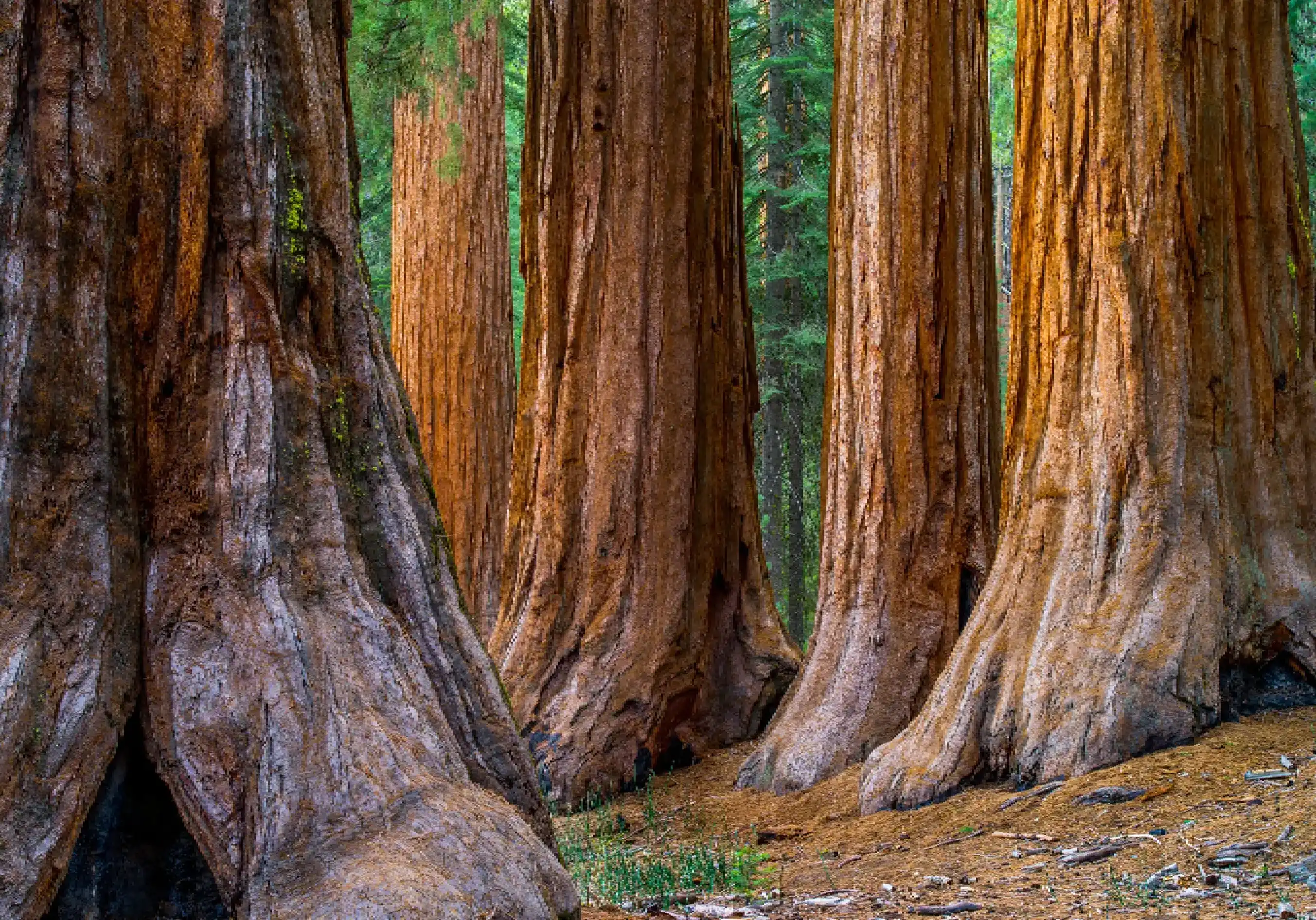Massive sequoia tree trunks in a dense forest.