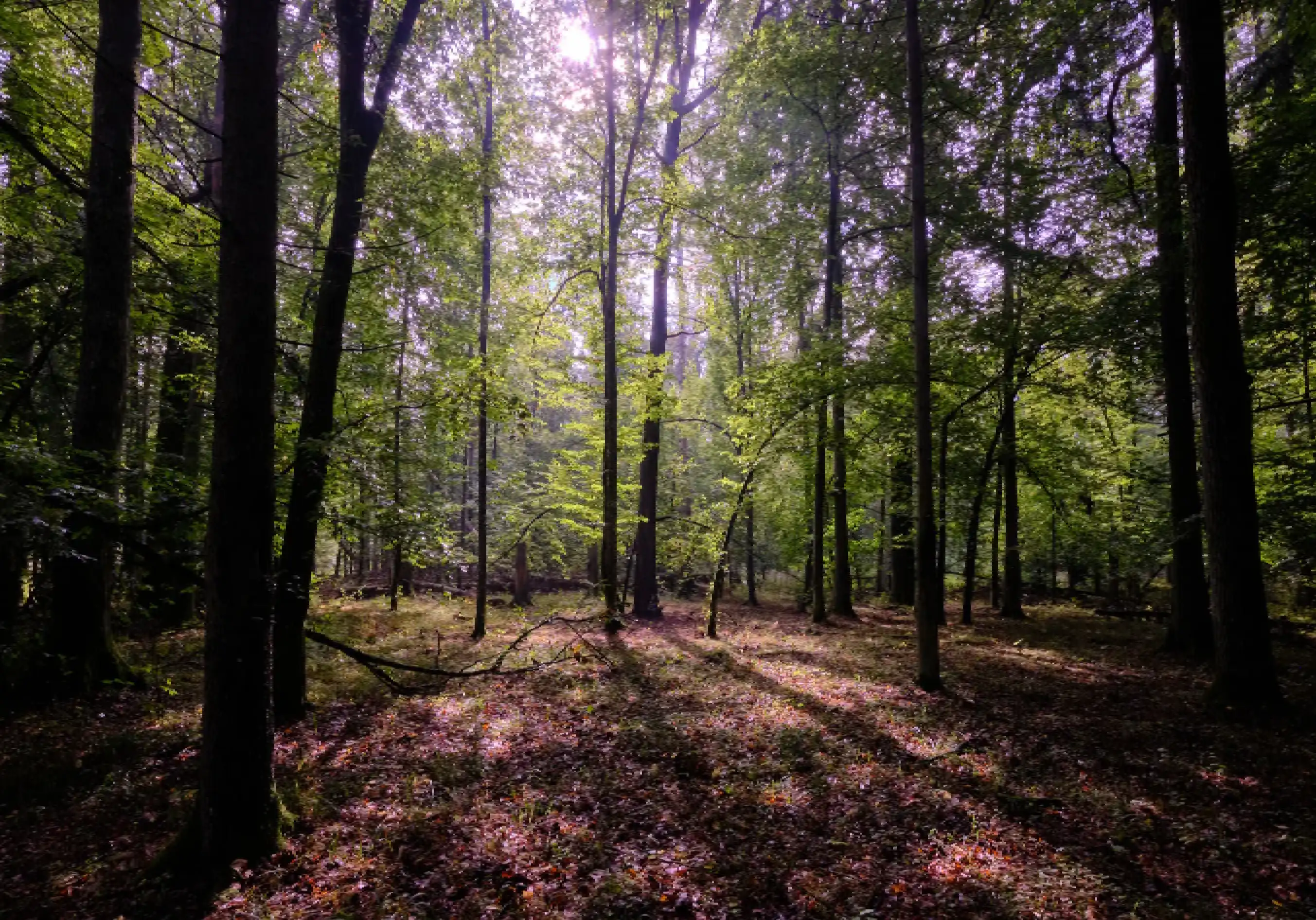 Sunlight filters through tall trees in a serene forest.