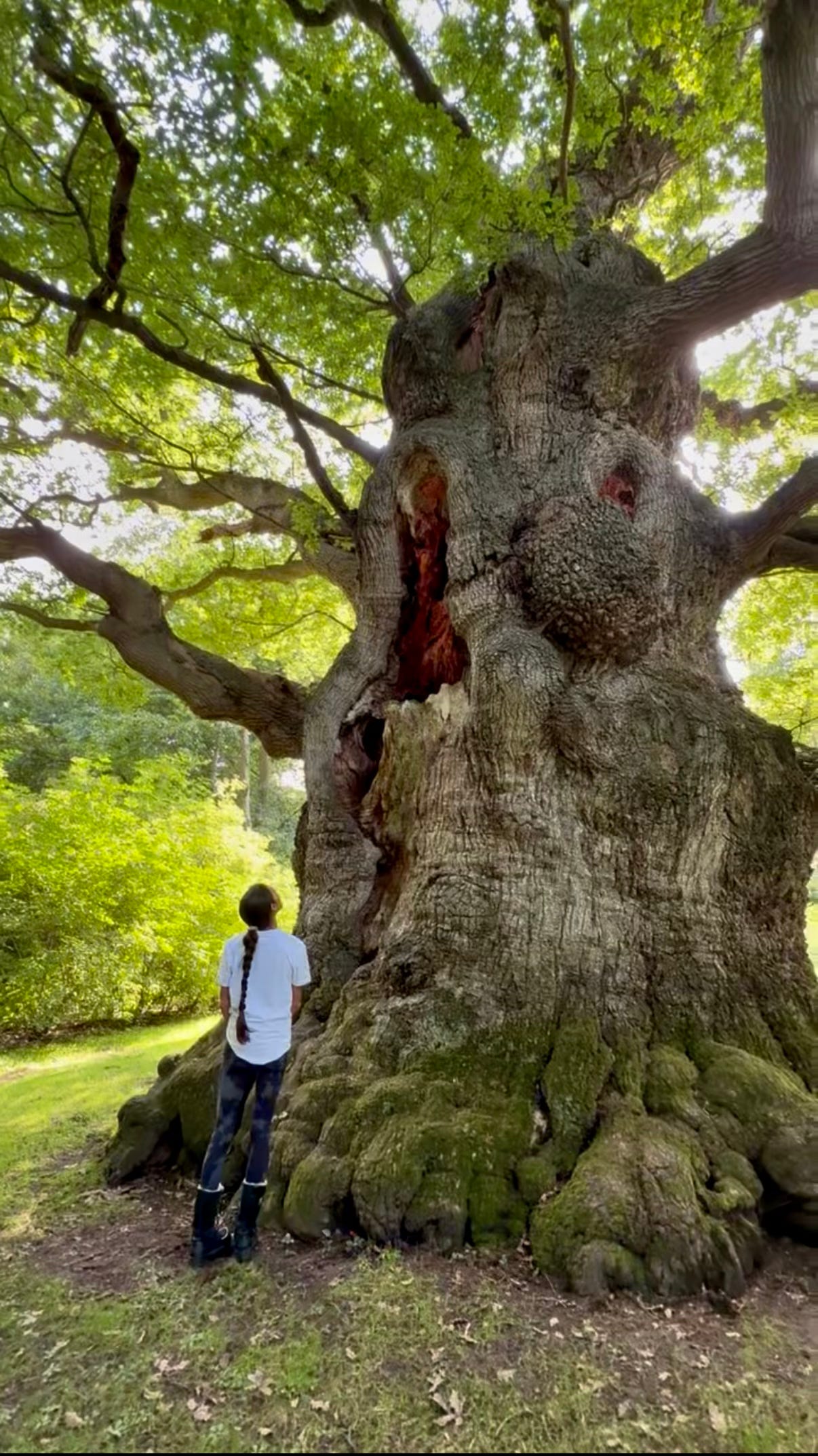 A person admires the massive trunk of an ancient tree in a lush forest.