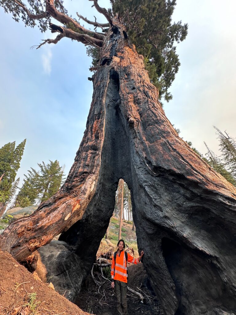 A person stands inside the hollow base of a giant, ancient tree.