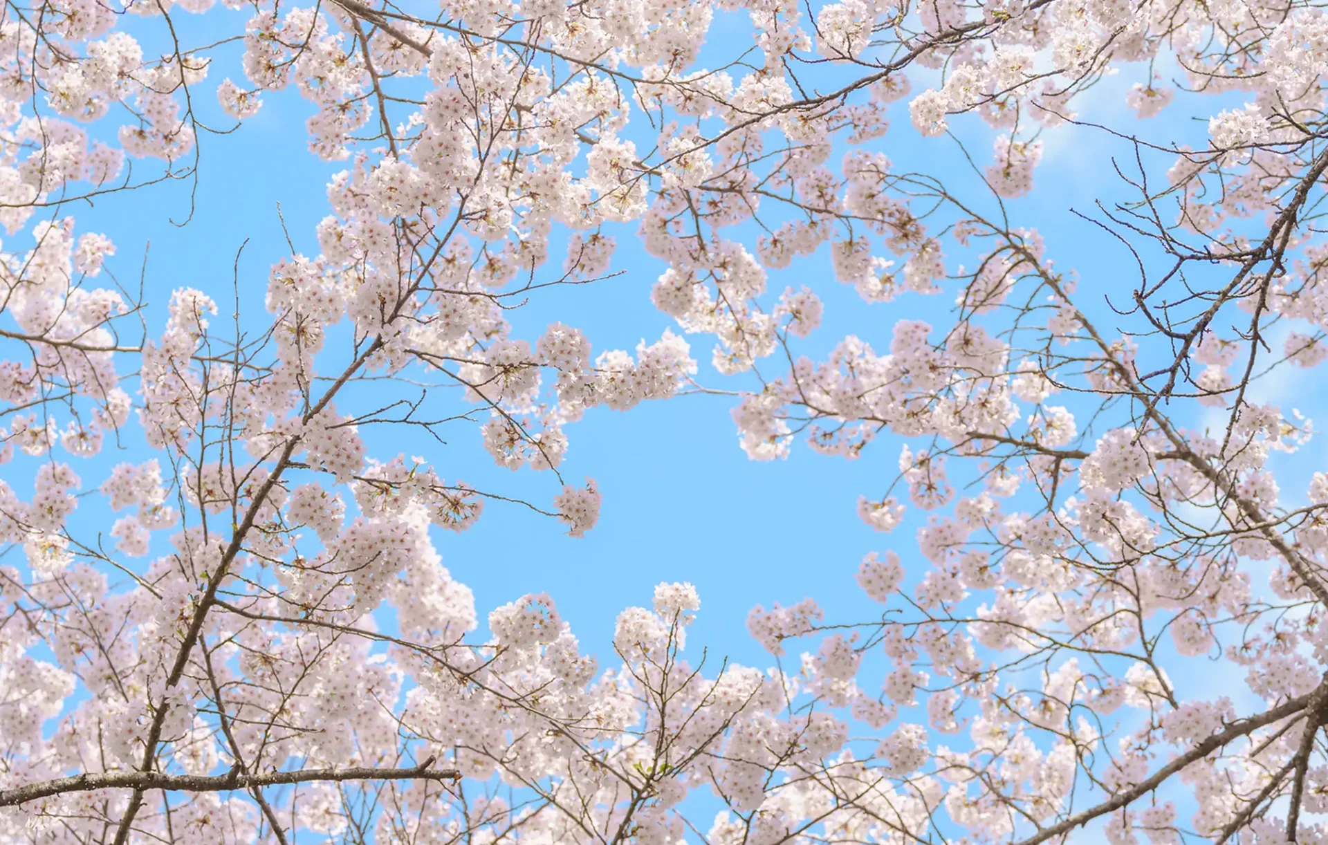 Cherry blossoms bloom beautifully against a clear blue sky.