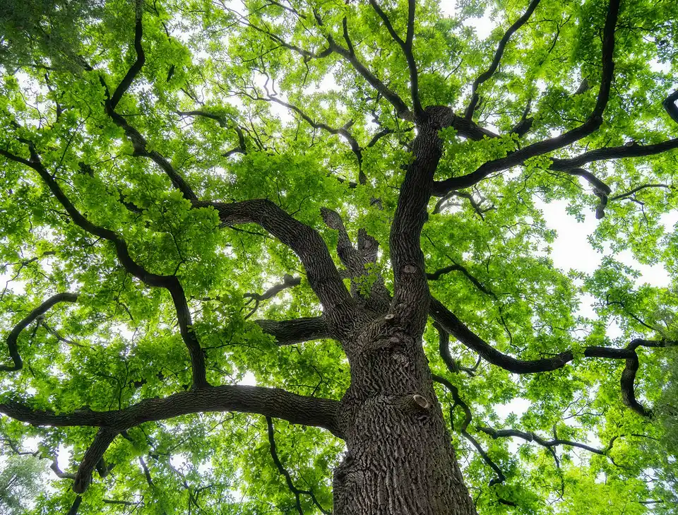 Looking up at a tall tree with sprawling branches and lush green leaves.