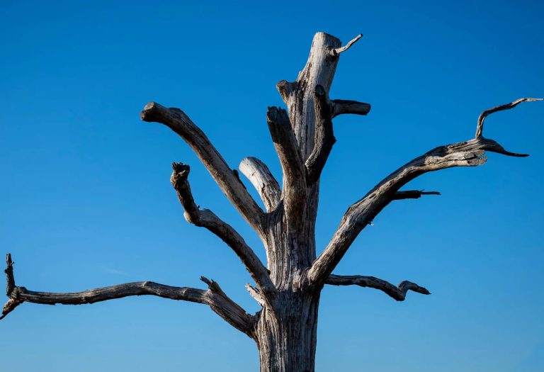 Tree Removal
