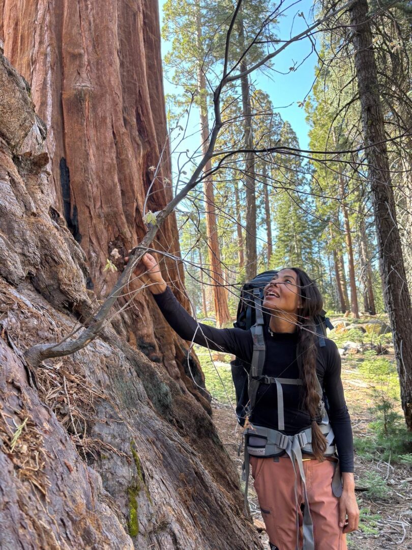 Hiker with backpack touching giant sequoia trunk