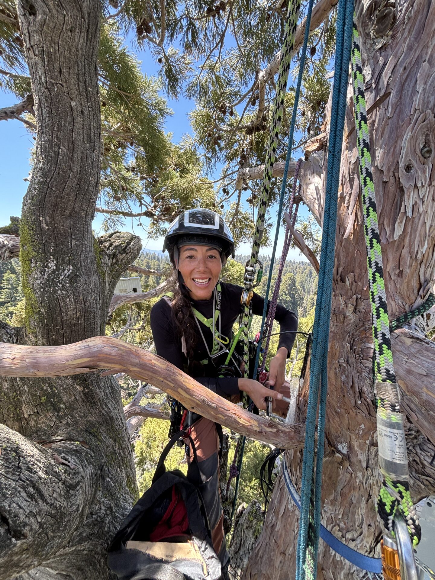 Climber smiling in tree with safety ropes