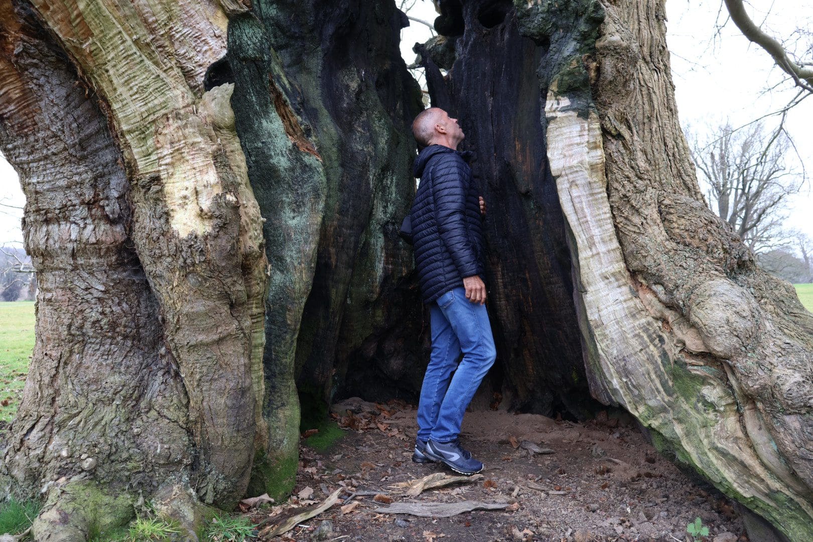 Person standing inside a large tree trunk.