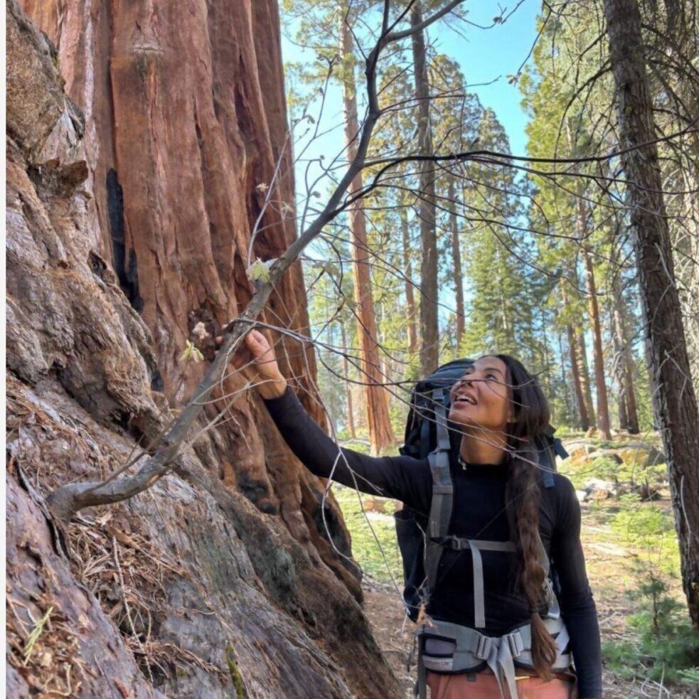 Hiker admiring a towering redwood tree.