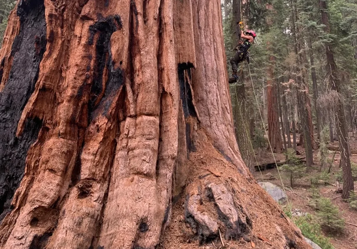 Close-up of a massive sequoia tree trunk in a forest.
