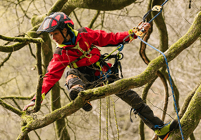 Person climbing a tree using safety ropes and gear.