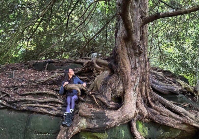 A child climbing a large, twisted tree above a calm river.