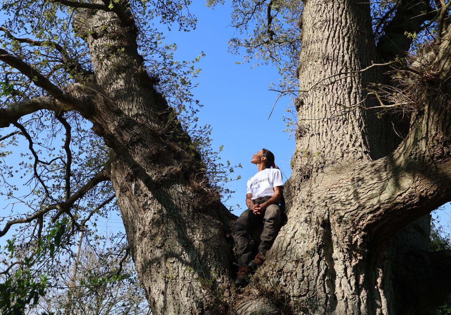 Person seated in a tree, looking up.