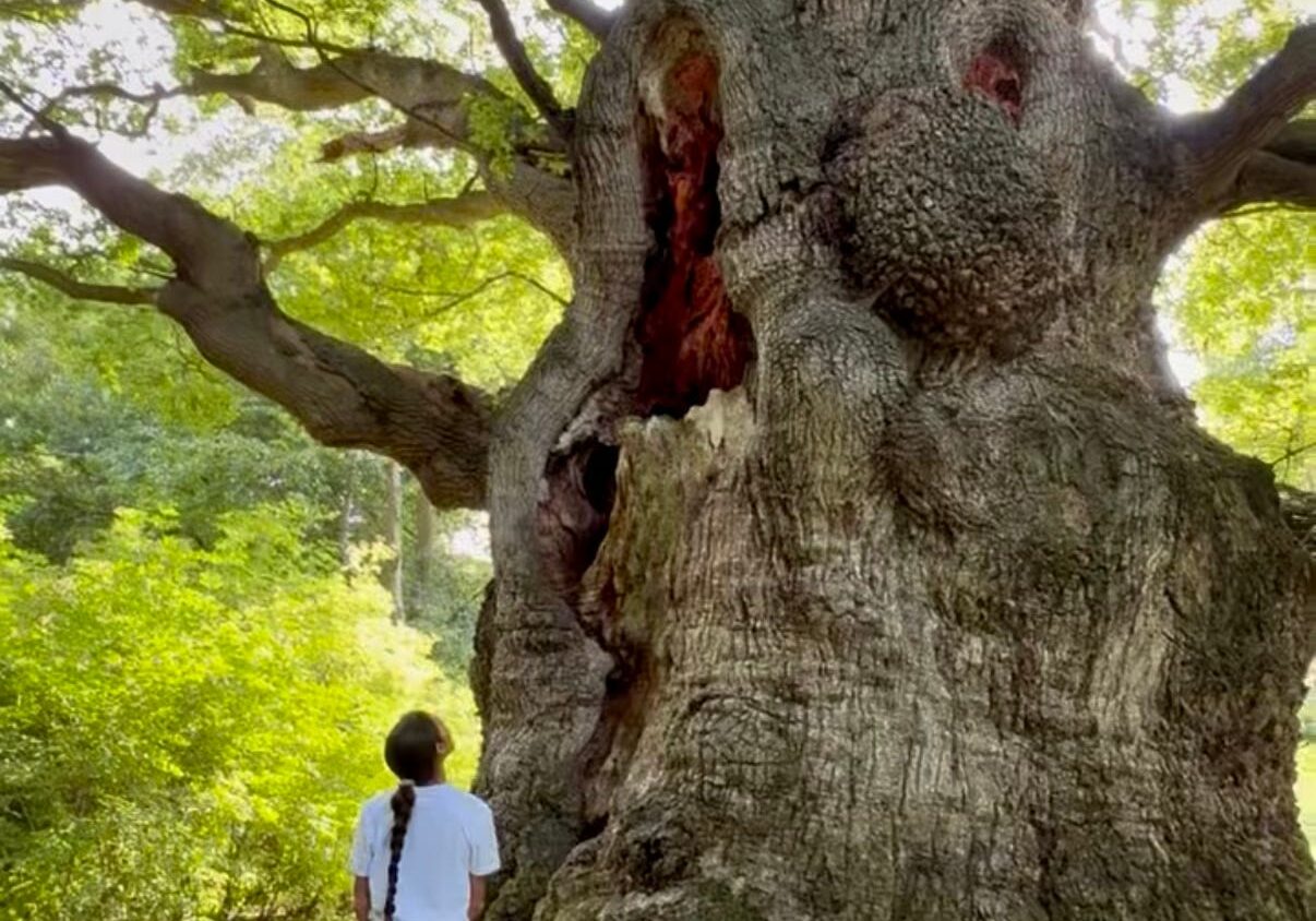 A person admires the massive trunk of an ancient tree in a lush forest.