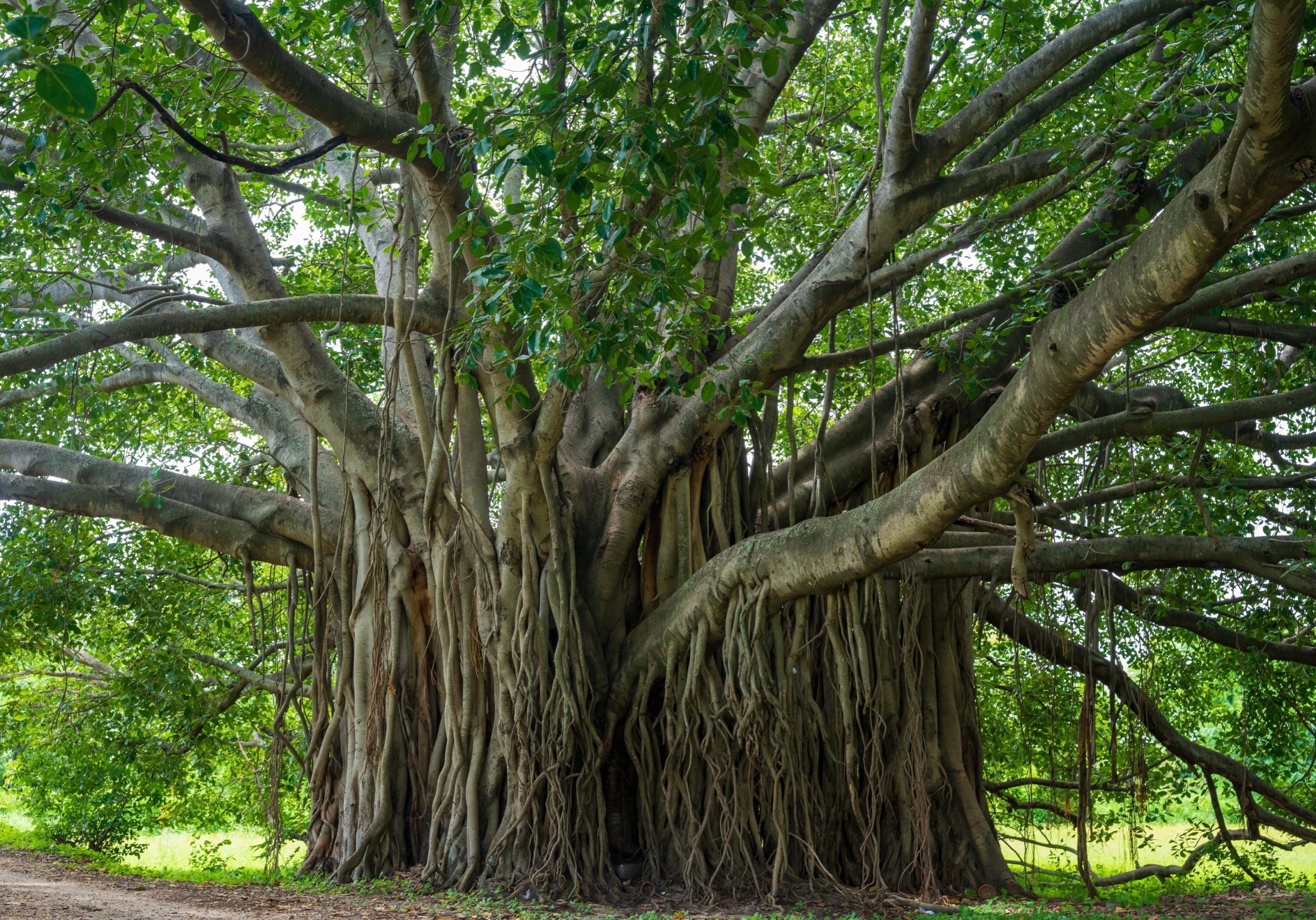 Banyon,Tree,Ficus,Benghalensis,Or,Indian,Banyan,The,National,Tree